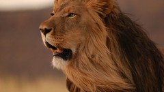 Animals Lions depth of