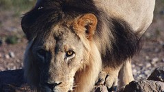 Animals Lions drinking