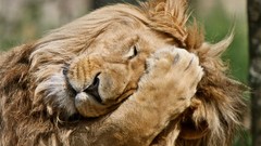Animals Lions facepalm