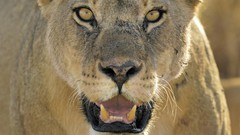 Animals Lions feline