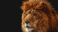 Animals Lions feline