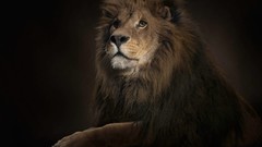 Animals Lions feline