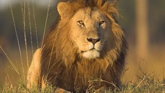 Animals Lions feline