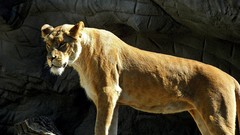 Animals Lions feline