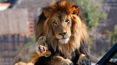 Animals Lions feline