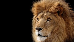 Animals Lions feline