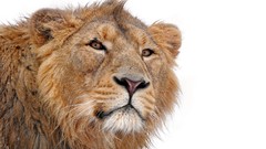 Animals Lions feline