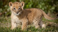 Animals Lions feline