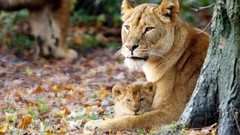 Animals Lions feline