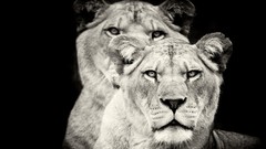 Animals Lions feline