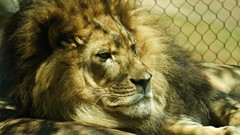 Animals Lions feline