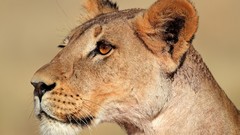 Animals Lions feline