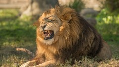 Animals Lions feline