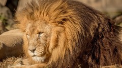 Animals Lions feline