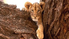 Animals Lions feline baby animals