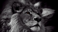 Animals Lions feline selective coloring