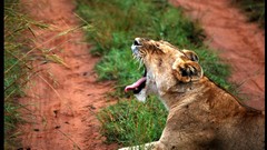 Animals Lions fields yawns feline