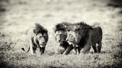 Animals Lions grayscale