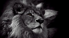 Animals Lions grayscale
