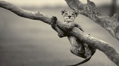Animals Lions grayscale baby animals