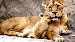 Animals Lions HDR Photography