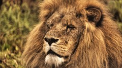 Animals Lions HDR Photography