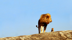 Animals Lions irl lion