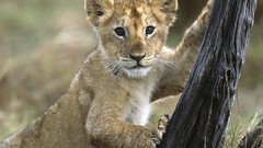 Animals Lions Kenya baby animals