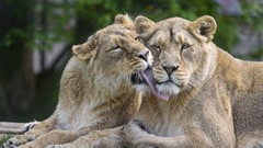 Animals Lions licking
