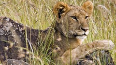 Animals Lions male Kenya