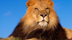 Animals Lions Mammals