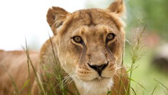 Animals Lions Mammals