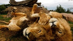 Animals Lions national geographic