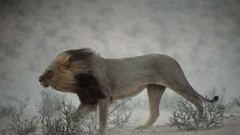 Animals Lions national geographic