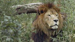 Animals Lions natural wildlife