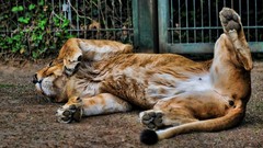Animals Lions relaxing