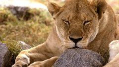 Animals Lions Serengeti