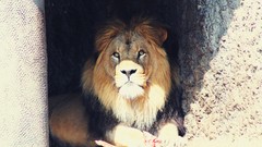 Animals Lions shadows