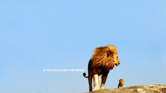 Animals Lions skyscapes motivational