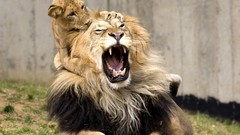 Animals Lions son