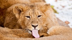 Animals Lions tongue