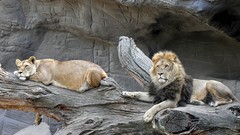 Animals Lions tree trunk