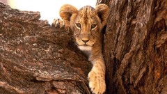 Animals Lions tree trunk baby animals