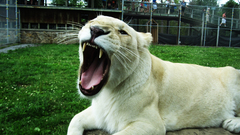 Animals Lions white lions