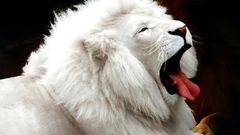 Animals Lions white lions
