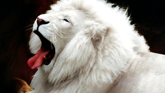 Animals Lions white lions