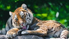 Animals Lions wild animals