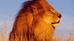 Animals Lions wild animals