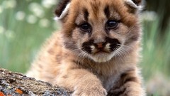 Animals Lions wild animals baby animals mountain lions
