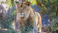 Animals Lions wild cats